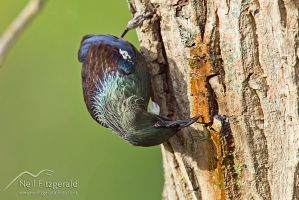 Tui