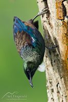 Tui