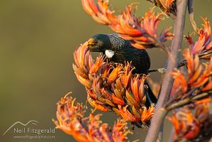 Tui on flax flowers