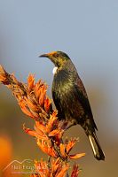 Tui on flax flowers