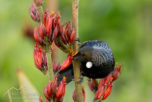 Tui