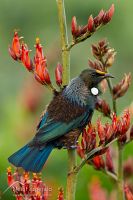 Tui
