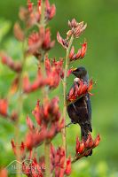 Tui
