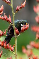 Tui on flax