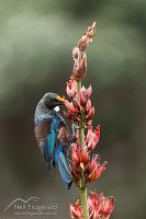 Tui on flax