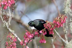 Tui