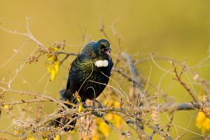 Tui
