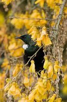 Tui on kowhai flowers