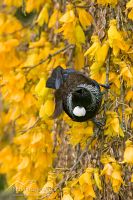 Tui on a kowhai flowers