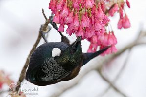 Tui