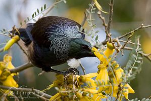 Tui