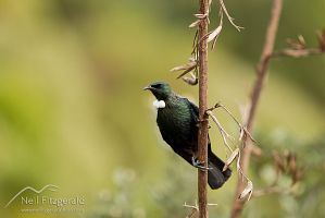 Tui