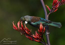 Tui