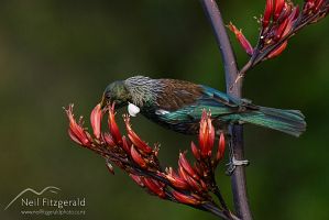 Tui