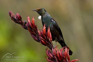 Tui