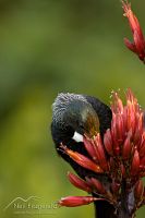 Tui