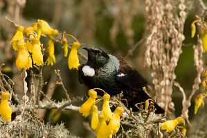 Tui