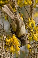 Brown tui
