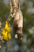 White tui