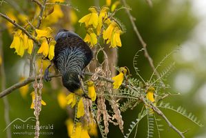 Tui
