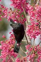 Tui feeding on flowering cherry