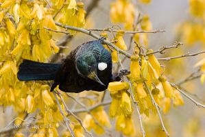 Tui and kowhai flowers
