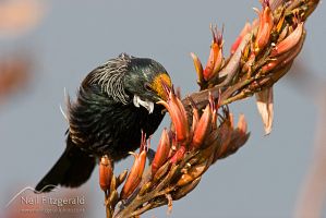 Tui