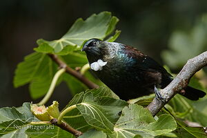 Tui