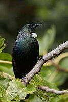 Tui