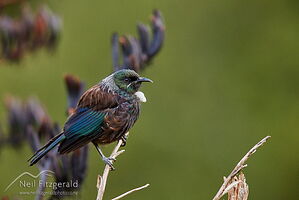 Tūī