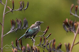 Tūī fledgling