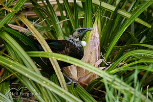 Tui feeding on kiekie