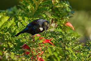 Tui on kakabeak