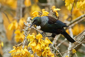 Tui feeding on kowhai nectar
