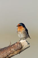 Welcome swallow