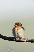 Welcome swallow