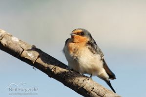 Welcome swallow