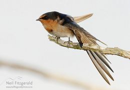 Welcome swallow