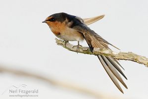 Welcome swallow