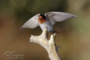Welcome swallow