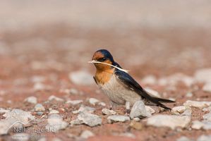 Welcome swallow
