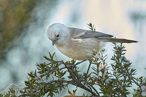 Whitehead