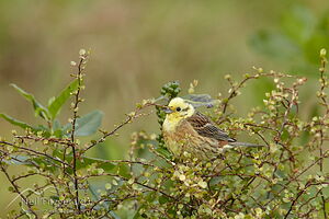 Yellowhammer