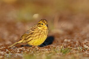Yellowhammer