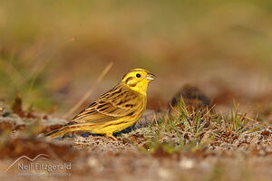 Yellowhammer