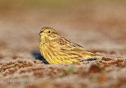 Yellowhammer