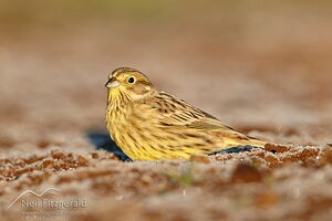 Yellowhammer