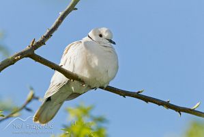Barbary dove