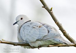 Barbary dove
