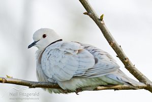 Barbary dove